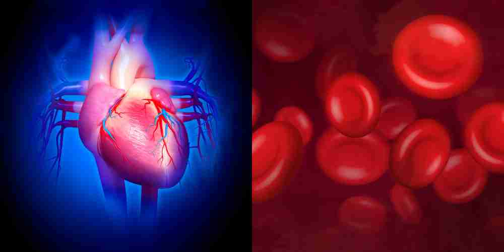 Secret to Better Circulation and Heart Health