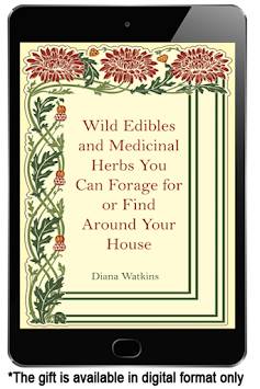 Wild Edible and Medicinal Herbs You Can Forage or Find Around the House