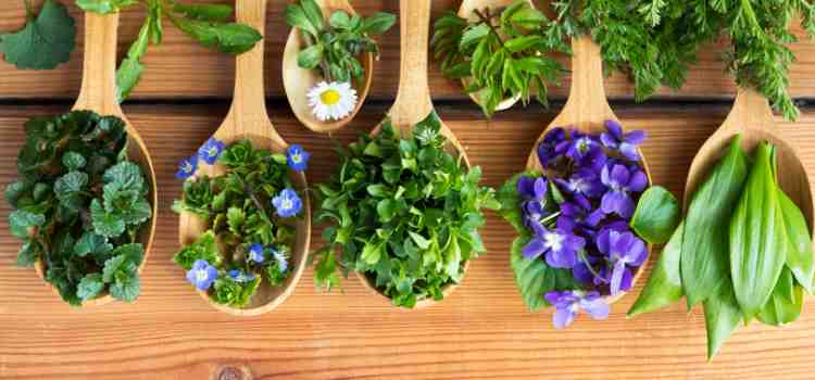 Common Edible Wild Plants in the USA