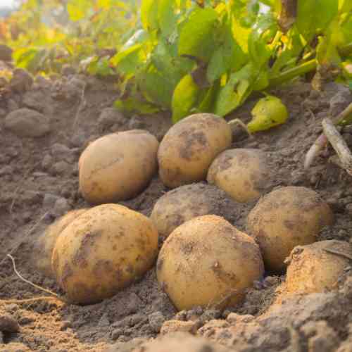 Potatoes