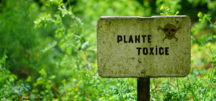 Toxic Plants to Avoid