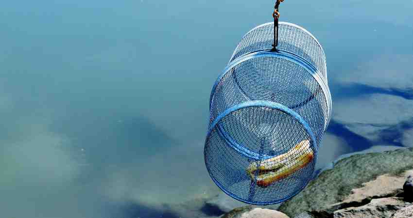 Bottle Trap Fishing