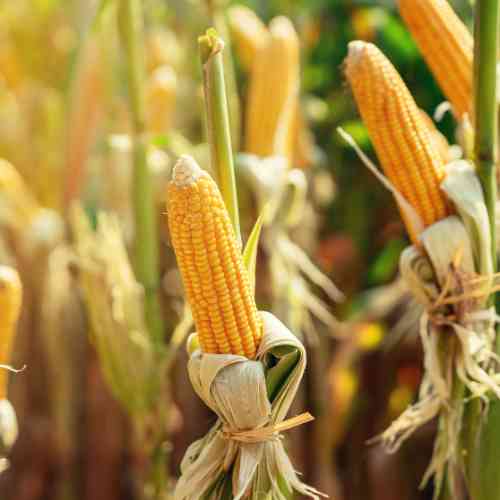 Corn