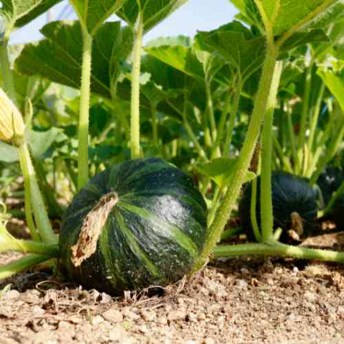 Squash