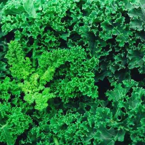 Kale