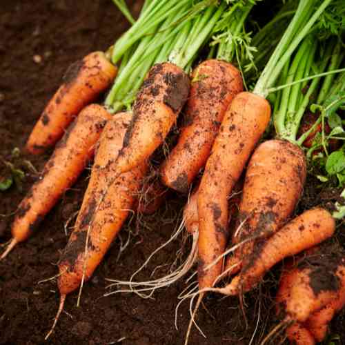 Carrots