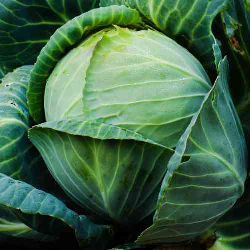 Cabbage