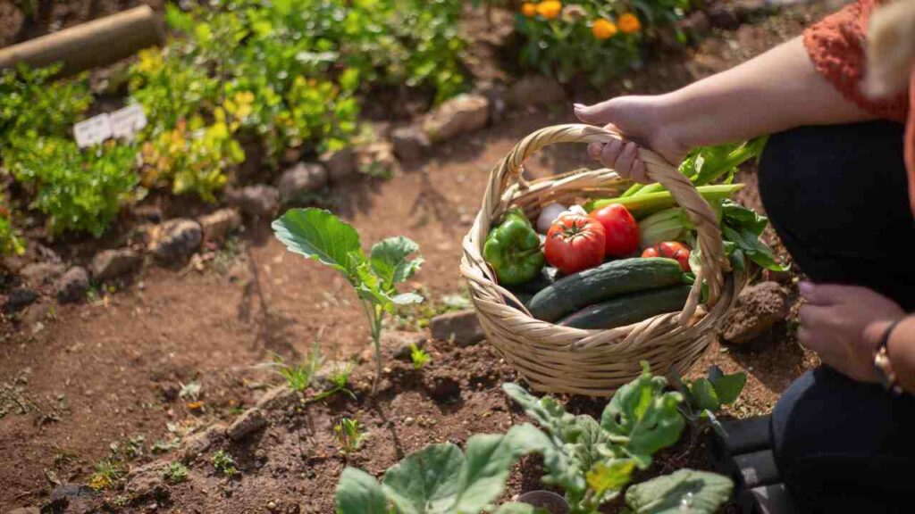 Survival Gardening: 10 Essential Crops to Grow When SHTF!
