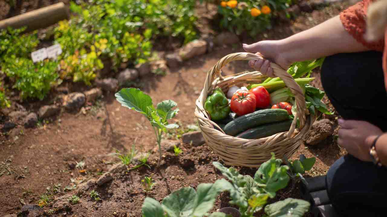 Survival Gardening: 10 Essential Crops to Grow When SHTF!