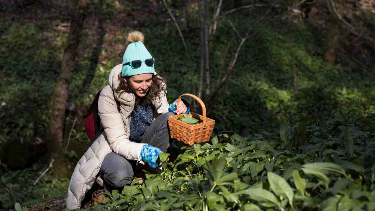 Wild Plants Identification Guide for Survival