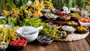 Foraging for Medicinal Plants