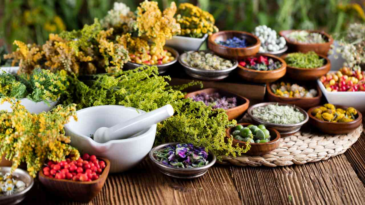 Foraging for Medicinal Plants