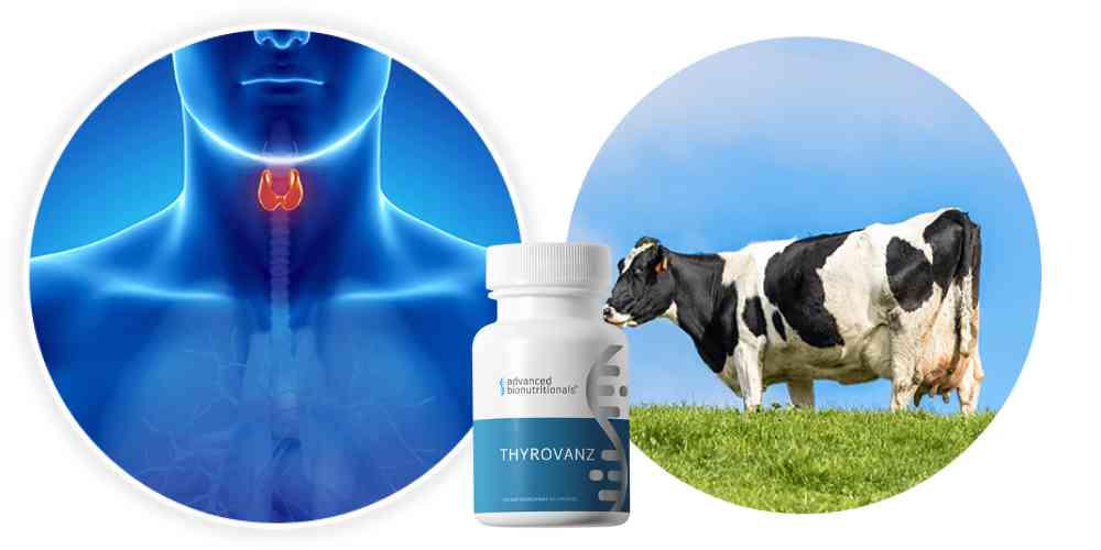 Struggling With Thyroid Fatigue